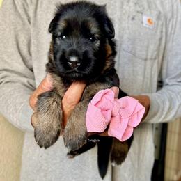 Light pink collar girl - Black and red female German Shepherd puppy in Stockton, California from Zaragoza German Shepherds