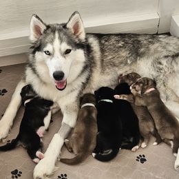 Siberian Husky Puppies from Sunny Siberians