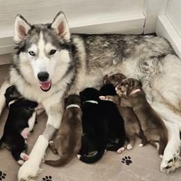Siberian Husky Puppies from Sunny Siberians