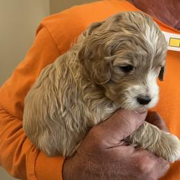 Goldendoodle puppies from Guppy Puppies