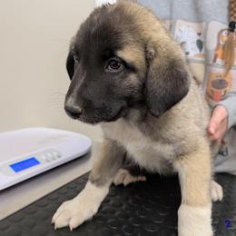Boy 2 - Fawn male Anatolian Pyrenees puppy in Marysville, Ohio from Brotherton Family Farms