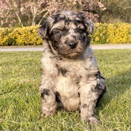 Aussiedoodle Puppies from Mills River Doodles