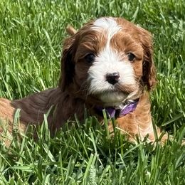 Charm - Red Cavapoo puppy in Pleasant Hill, Iowa from Harvest Creek