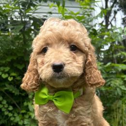 Lemon - Apricot male Goldendoodle puppy in Gaithersburg, Maryland from Barkins and Company