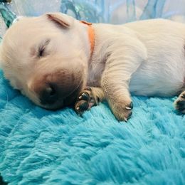 Golden Retriever Puppies from English Cream Goldens in Georgia