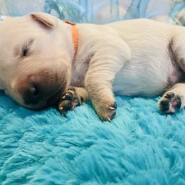 Golden Retriever Puppies from English Cream Goldens in Georgia