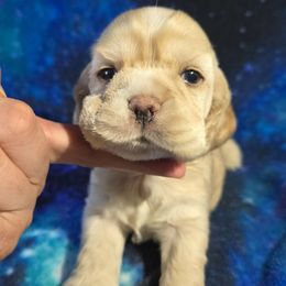 Santana - Buff male Cocker Spaniel puppy in Gate City, Virginia from Top Notch Cocker Spaniels