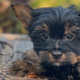 Yorkshire Terriers from YorkieVillaPaws