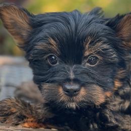 Yorkshire Terriers from YorkieVillaPaws