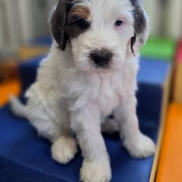 Toffee - Blue merle male Bernedoodle puppy in Mc Gaheysville, Virginia from Doting Doodles