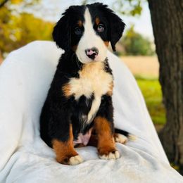 Oakley - Black rust and white male Bernese Mountain Dog puppy in Greenwood, Delaware from A&A Greenwood Puppies
