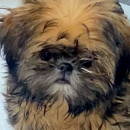 Louie - Shih Tzu