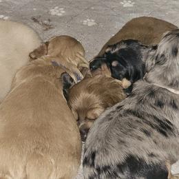 Dachshunds from Holly Watson