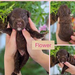 Flower - Phantom female Goldendoodle puppy in Decatur, Tennessee from Diamond's Doodles