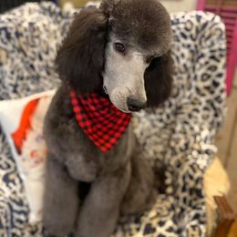 Poodle Puppies from PF Standard Poodles