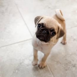 Sunny - Fawn male Pug puppy in Shady Hills, Florida from Premium Pugs