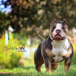 American Bullies and American Staffordshire Terriers from Marketabulls N Staffs