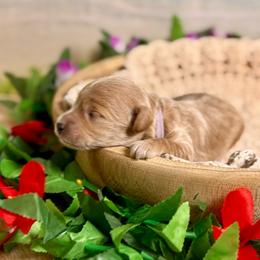 Oyster - Apricot female Goldendoodle puppy in Haltom City, Texas from Ohana Doodles