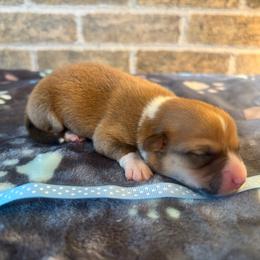 Blue collar male - Red male Pembroke Welsh Corgi puppy in Mcarthur, Ohio from Bentley Corgis LLC