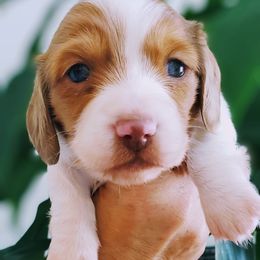 Dachshund Puppies from Ruff Life Dachshunds