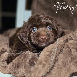 Merry - Brown female Cockapoo puppy in Cleveland, Georgia from Jam's Doodles And Poodles