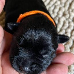 Orange Collar Boy Manolo - Black male Miniature Schnauzer puppy in San Diego, California from KMS-Miniature Schnauzers