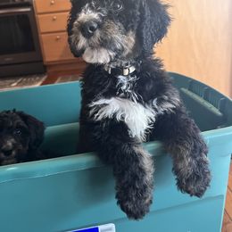 Bernedoodle Puppies from A MAYSING Bernedoodles
