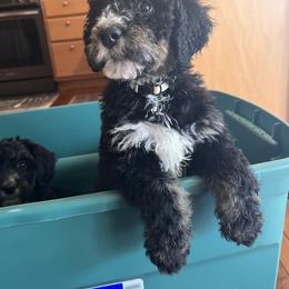 Bernedoodle Puppies from A MAYSING Bernedoodles