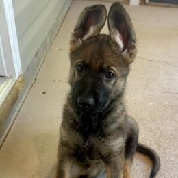 Lexi - Sable female German Shepherd puppy in Pelzer, South Carolina from Lisa's Canines