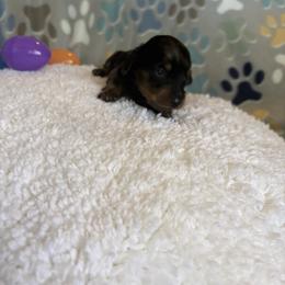 Moonshine - Dapple male Dachshund puppy in Temecula, California from Naomi Magee's Dachshund Kennel