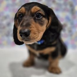 Coco - Dachshund