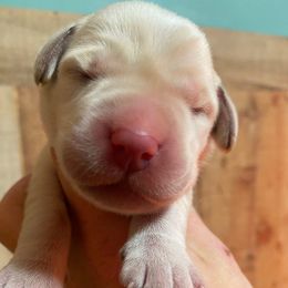 Duchess - Yellow female Labrador Retriever puppy in Hartly, Delaware from Triple Threat Labradors