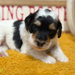 Vesper - Tri-color female Bernedoodle puppy in Henry, Illinois from Rowe Farms Doodles