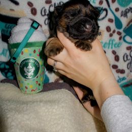 Essie - Black and red female German Shepherd puppy in Charlotte, North Carolina from In Stride Shepherds