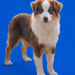 Cash - Miniature Australian Shepherd