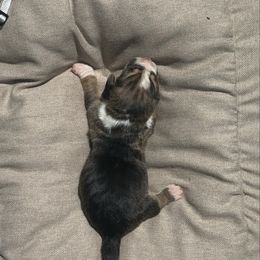 Girl 2 “Sprinkles” - Black brown and white female Basset Hound puppy in Loup City, Nebraska from WoodKrick Bassets