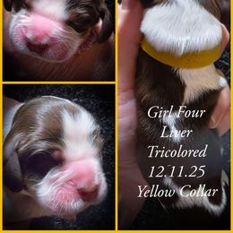 Girl 4 - Liver white and tan female English Springer Spaniel puppy in Silverdale, Washington from TimberVale Springers