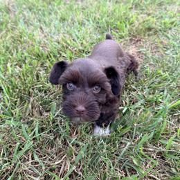 Miniature Schnauzer Puppies from Melissa Knight
