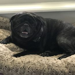 French Bulldog and Pug All Grown Up from Lyons Pride Pups