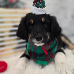 Elvis - Black male Double Doodle puppy in Prescott Valley, Arizona from Ramirez Family Doodles