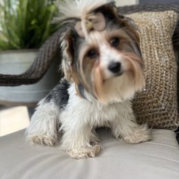 Pam - Yorkshire Terrier