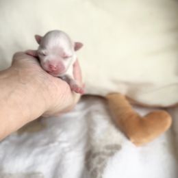 Doechii - White male Maltese puppy in Mc Kinney, Texas from Made to Love Maltese LLC