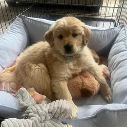 Golden Boy - Dark golden male Golden Retriever puppy in Spanaway, Washington from 11 Oaks Kennels