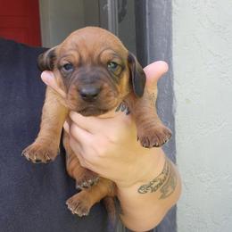 ButterCup - Red male Dachshund puppy in Altamonte Springs, Florida from Happy Tails Dachshunds