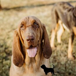 Bloodhound puppies from Flint Hills Hounds