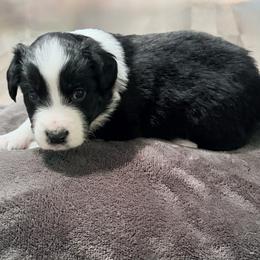 Justice - Black tri-color female Australian Shepherd puppy in Harrah, Oklahoma from Kamm's Aussies