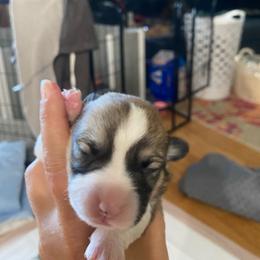 Penny - Sable female Pembroke Welsh Corgi puppy in New Richmond, Wisconsin from 10 Mile Creek Farms