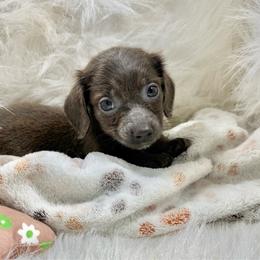 Karson - Blue and cream female Dachshund puppy in Fort Worth, Texas from Louis' Litters