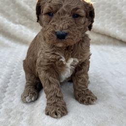 Red - Red  female Goldendoodle puppy in Lancaster, Kentucky from Dream Paws Puppies, LLC