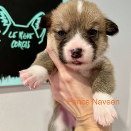 Boy 2 - Sable Pembroke Welsh Corgi puppy in Fallbrook, California from Le Rêve Corgis